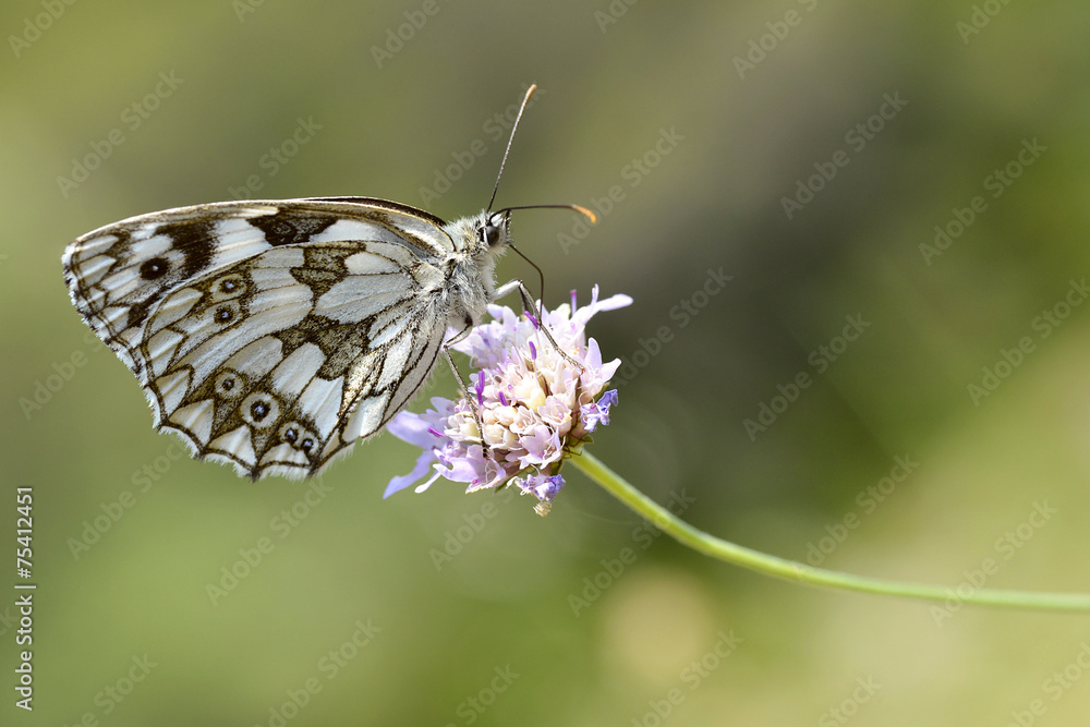 Marbled White butterfly on flower Marbled White butterfly on flower