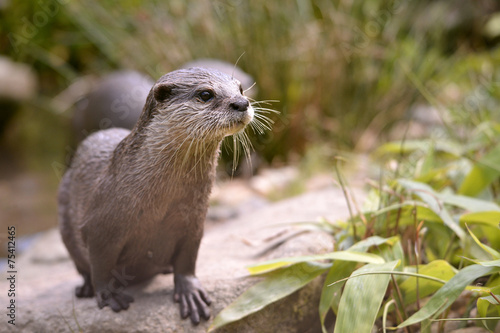 Oriental Small-clawed Otter