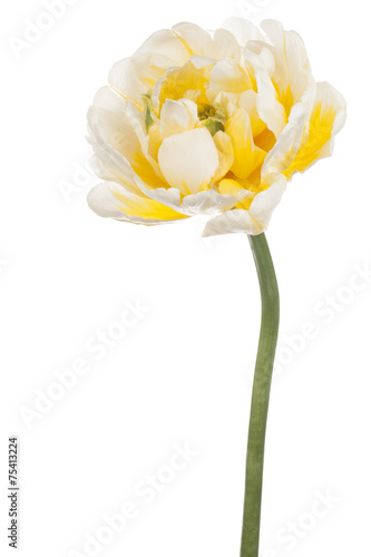 Fototapeta Naklejka Na Ścianę i Meble -  tulip