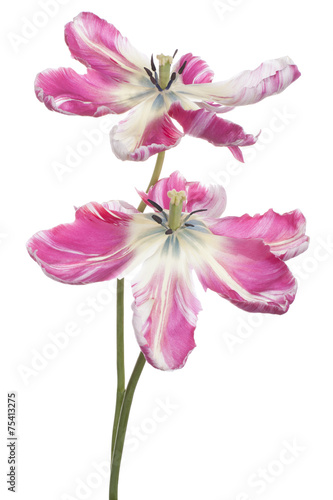 Fototapeta Naklejka Na Ścianę i Meble -  tulip