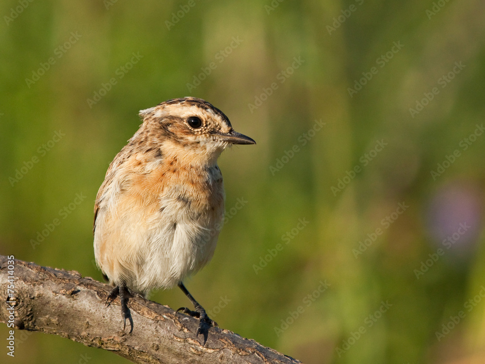 Fototapeta premium Young Whinchat on the branch