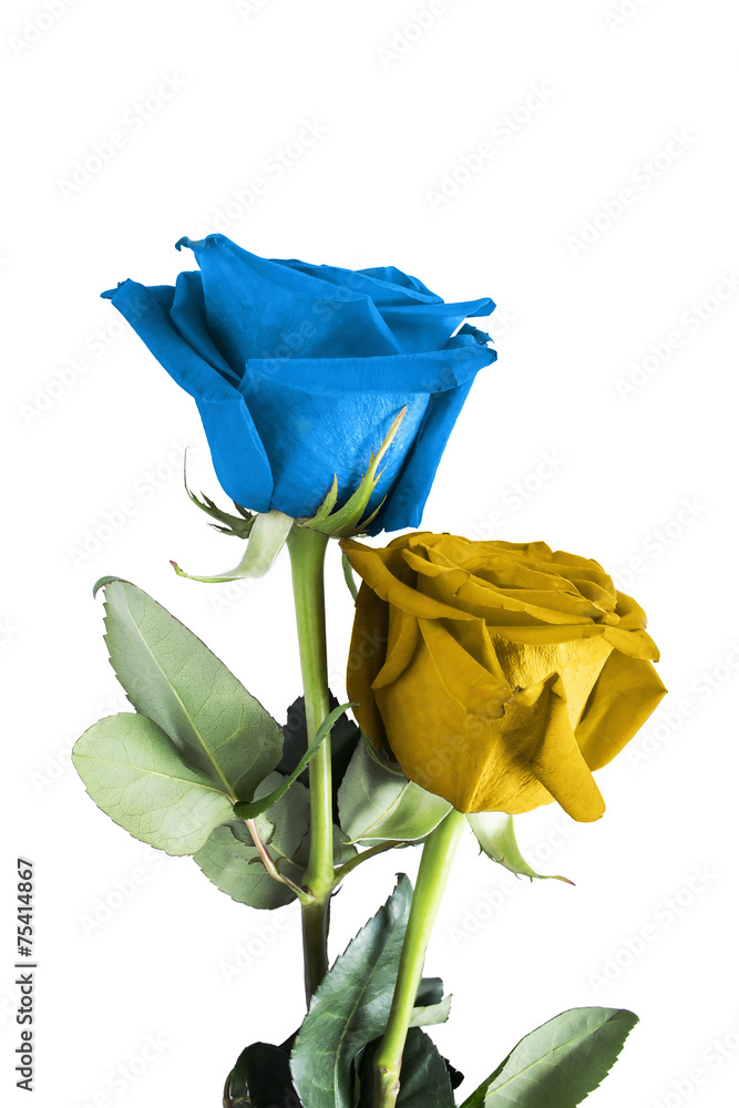 Fototapeta premium Roses