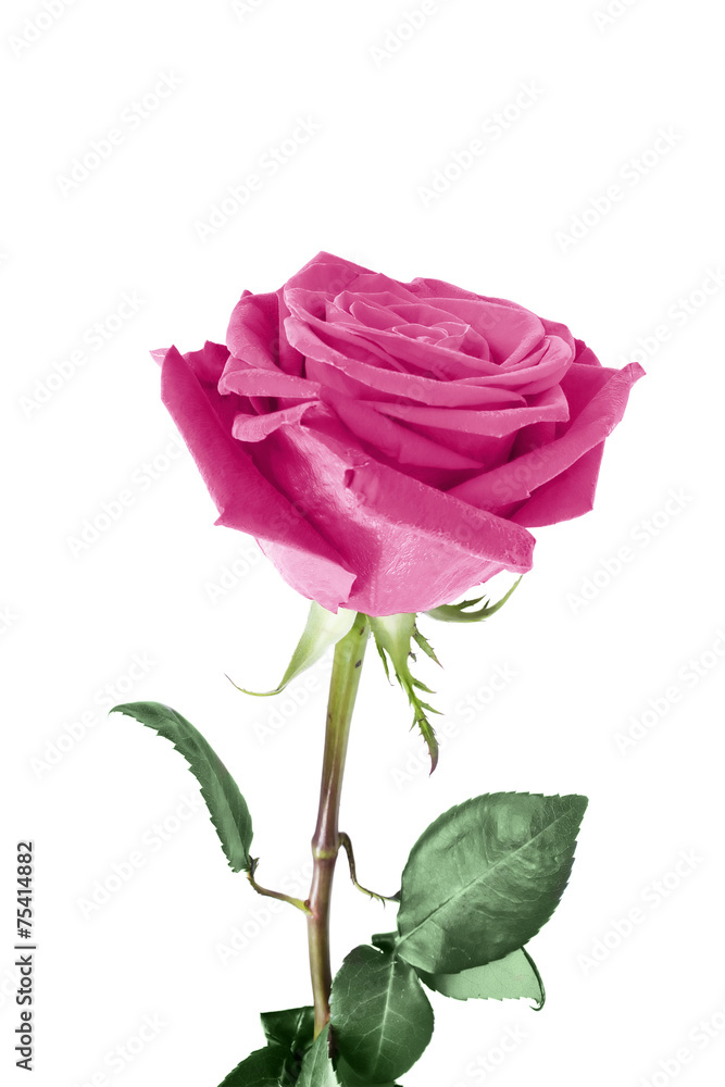 Rose flower Rose flower