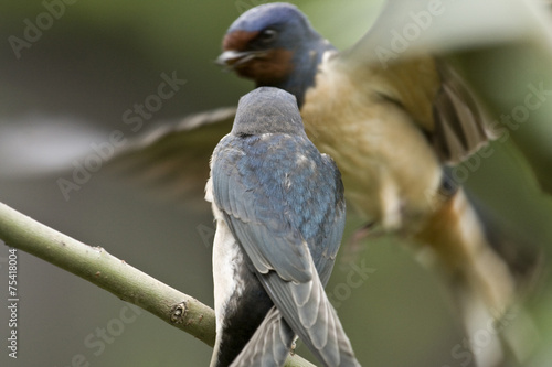Swallow feeding baby birds