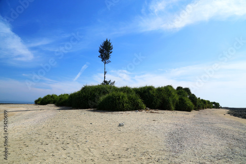 Screw Pine forest inSaint Martins Island photo