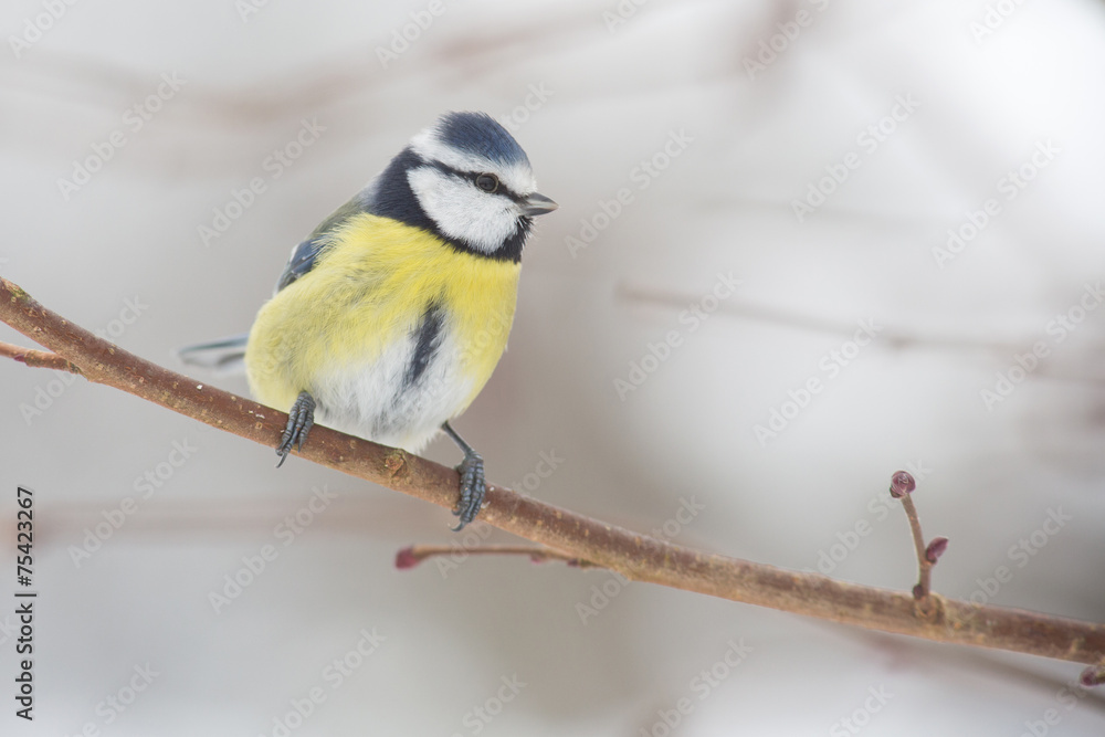 Fototapeta premium Blaumeise