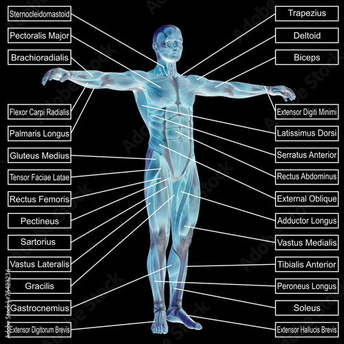 3D human male anatomy with muscles and text photo