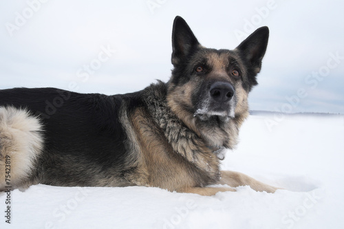 Dog on the Snow © vectorass