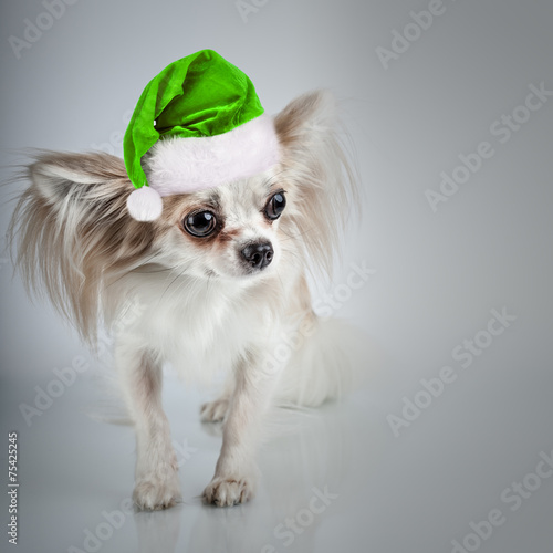 Longhair chihuahua in Christmas Santa hat. Small dog sitting