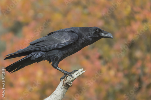 Corvus corax