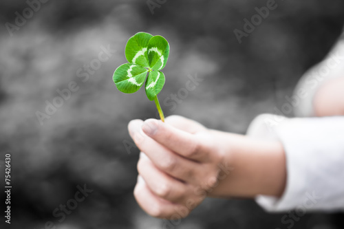 Four-Leaved Clover in a Child Hand