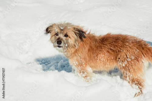 Dog outdoors in winter