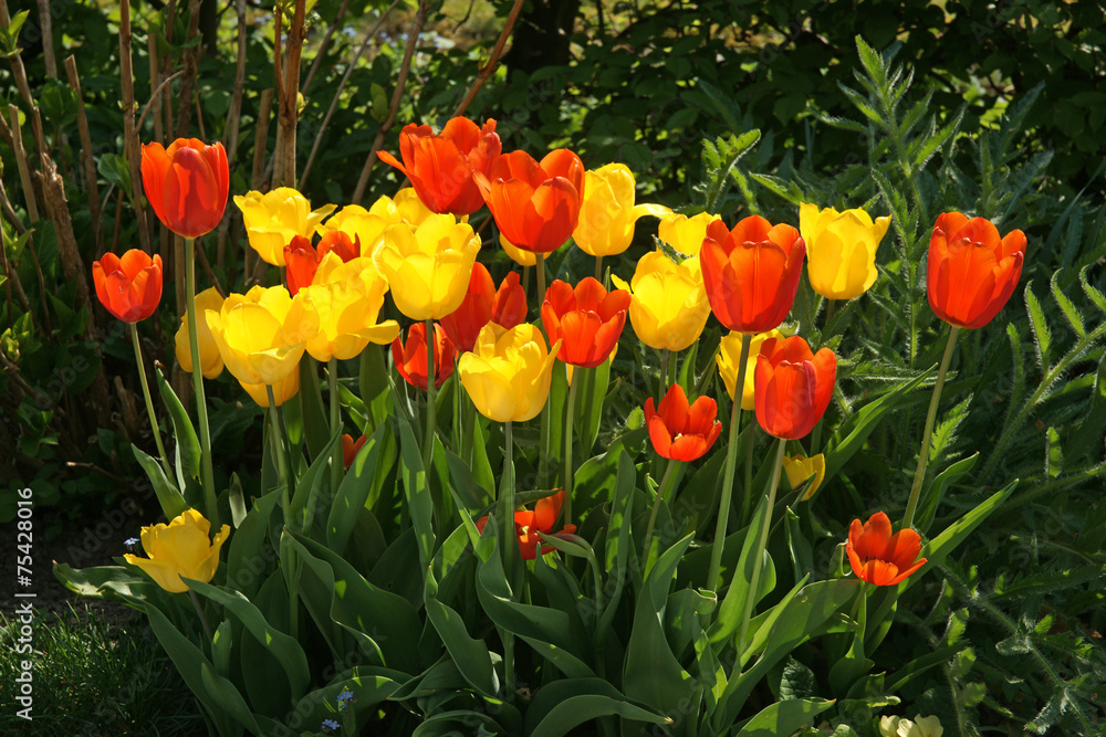 Obraz premium Tulpen
