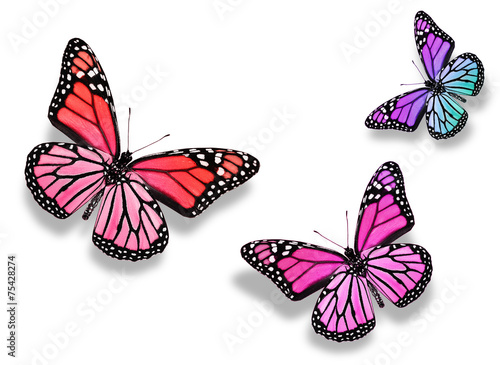 Three color butterfly, isolated on white background