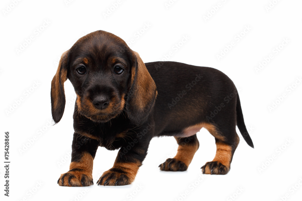 Obraz premium Dachshund puppy