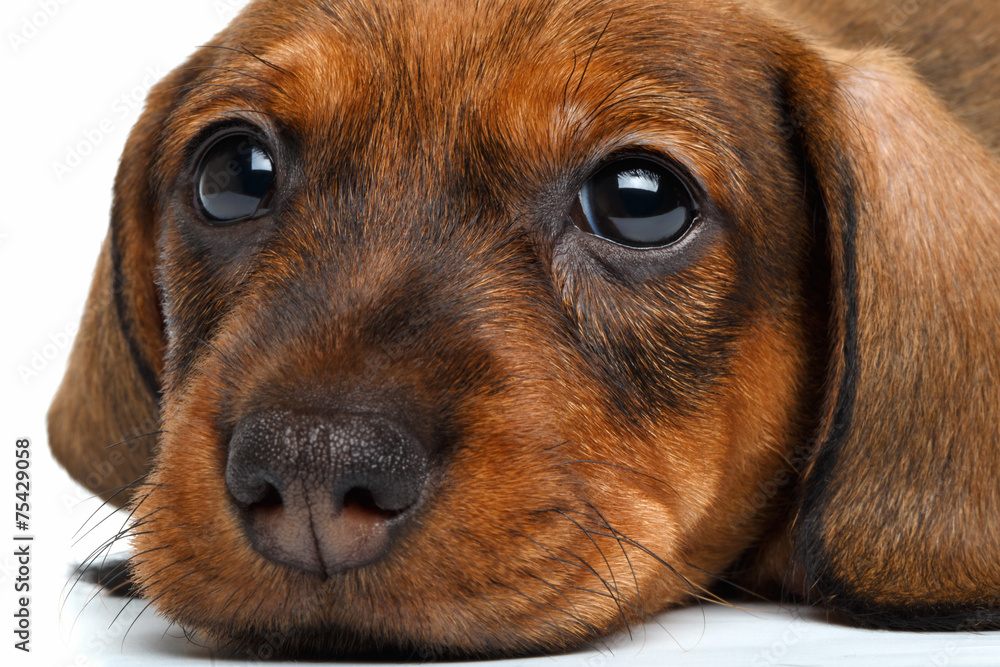 close-up Dachshund puppy
