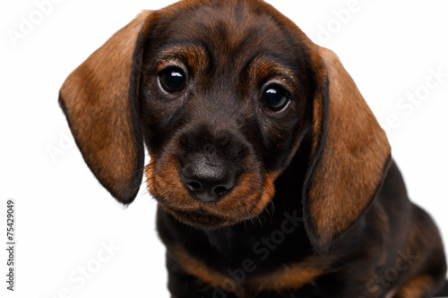 Dachshund puppy © seregraff