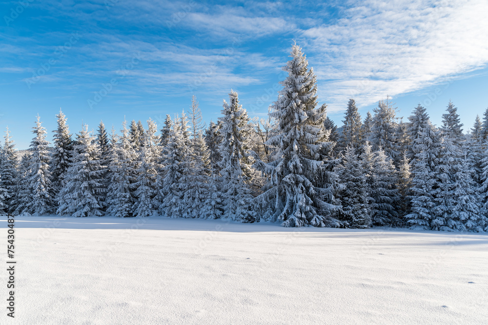 Winter trees covered with snow, Beskid Sadecki Mountains, Poland