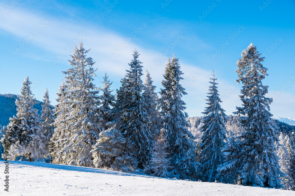 Winter trees in Beskid Sadecki Mountains on sunny day, Poland