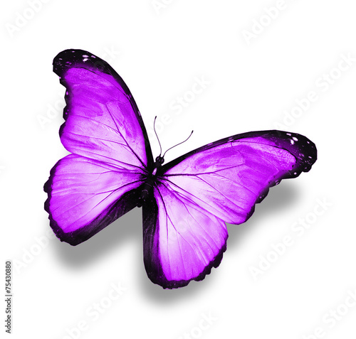Blue, violet ,white butterfly, isolated on white © suns07butterfly