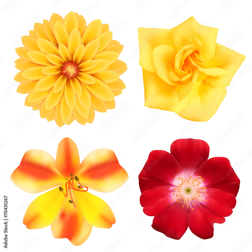 Set of flowers. Photo-realistic vector illustration Set of flowers. Photo-realistic vector illustration