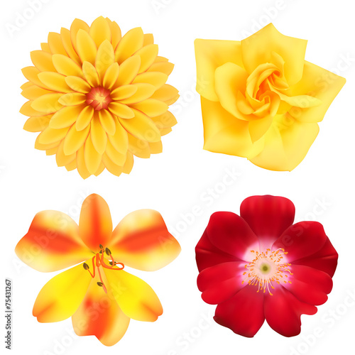 Set of flowers. Photo-realistic vector illustration