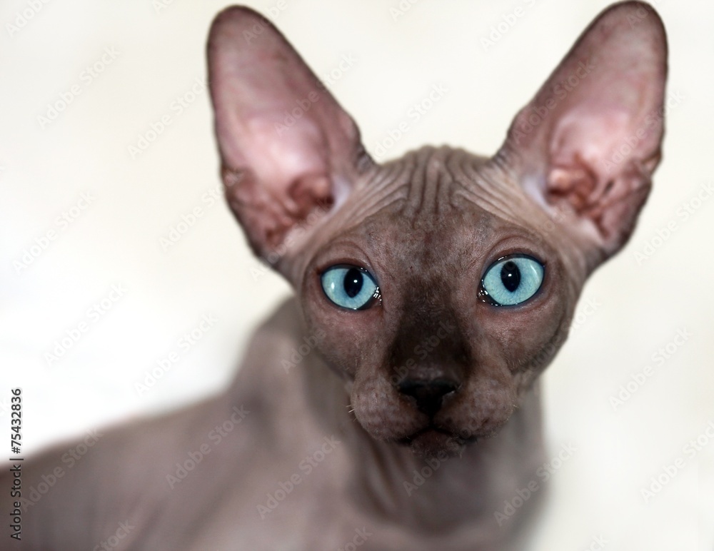 sphinx cat