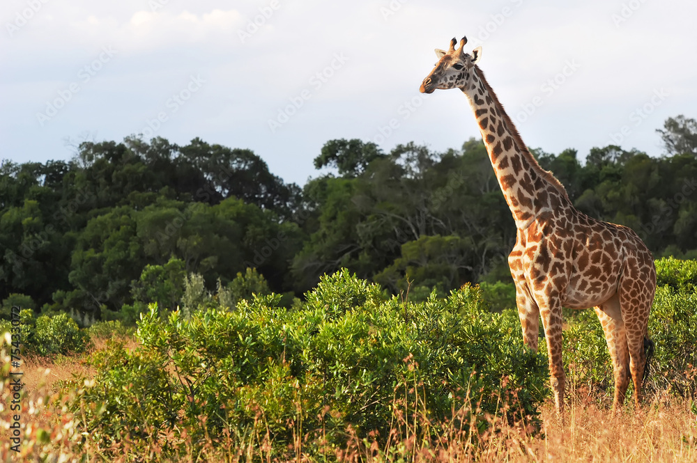 Fototapeta premium Giraffe on the Masai Mara in Africa