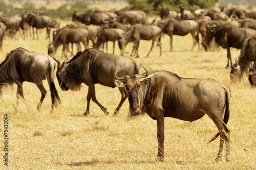 Wildebeests on the Masai Mara in Africa