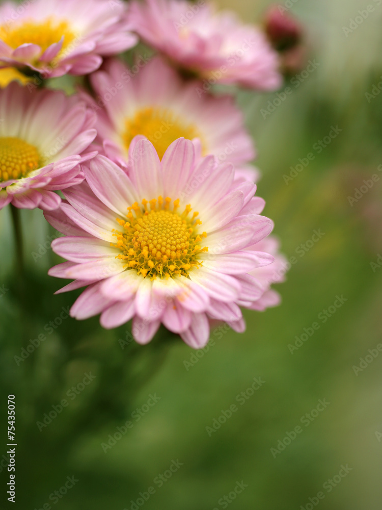 Obraz premium 菊の花