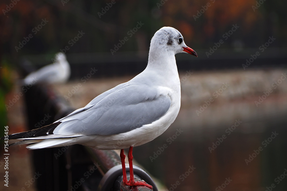 bird in the park bird in the park