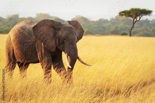Elephant on the Masai Mara in Africa photo