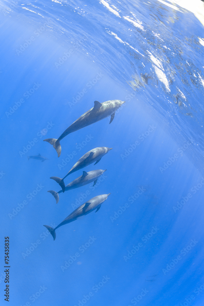 Fototapeta premium Spinner dolphins swimming underwater in the Pacific Ocean