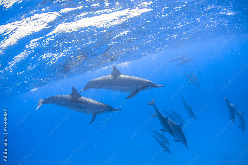Fototapeta premium Spinner dolphins swimming underwater in the Pacific Ocean