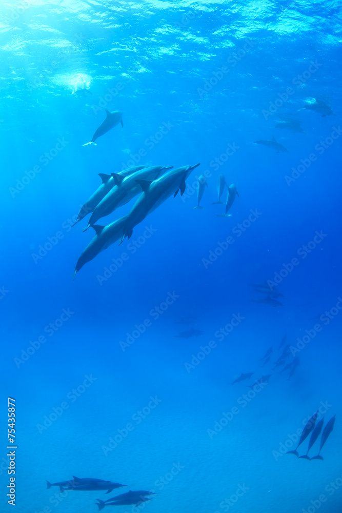 Spinner dolphins swimming underwater in the Pacific Ocean Spinner dolphins swimming underwater in the Pacific Ocean
