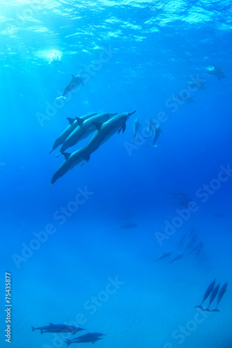 Spinner dolphins swimming underwater in the Pacific Ocean