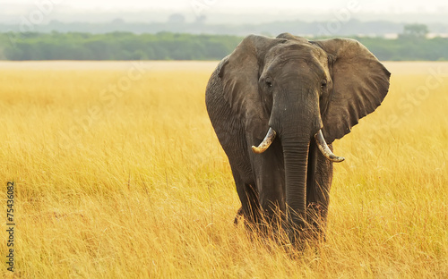 Elephant on the Masai Mara in Africa photo