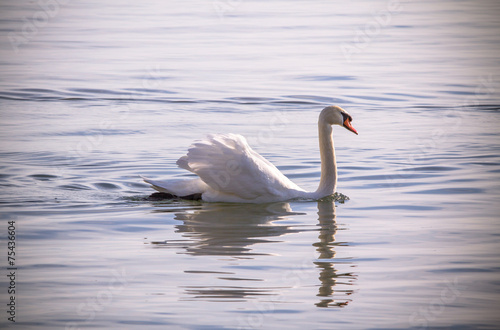 Swan in the blue water