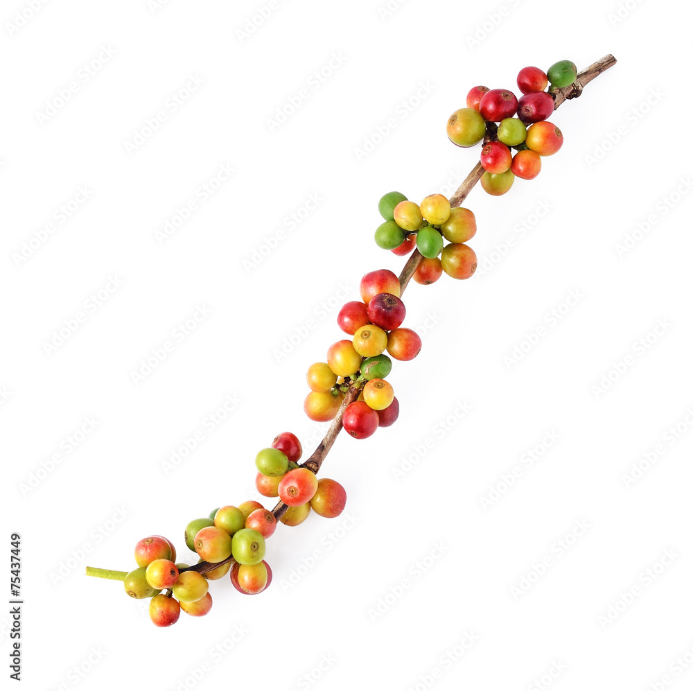 coffee beans on white background. coffee beans on white background.