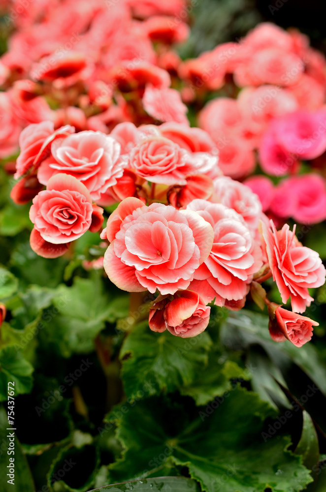 Obraz premium colorful flower in the garden