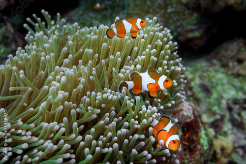 underwater shot anemone clown fish family