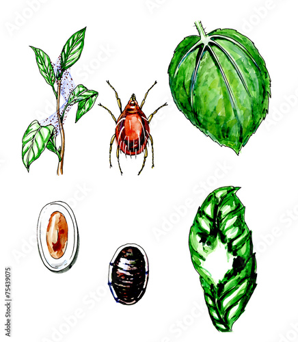 A plant pest. Botany