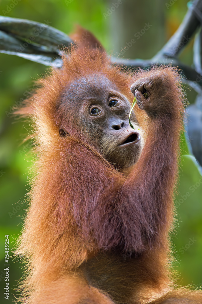 Obraz premium Borneo Orangutan