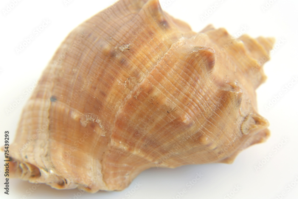 Sea shell macro view texture