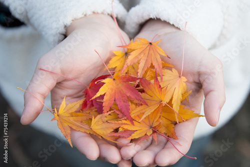 Red Maple Leafs Held by a Young Lady