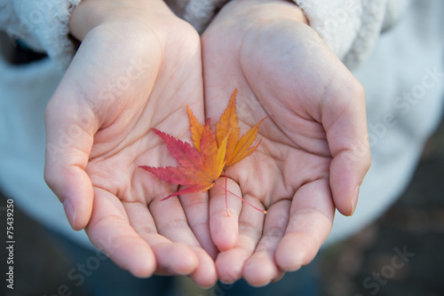Red Maple Leafs Held by a Young Lady