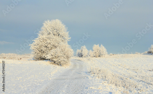 Cold winter landscape with frosty trees and rural road