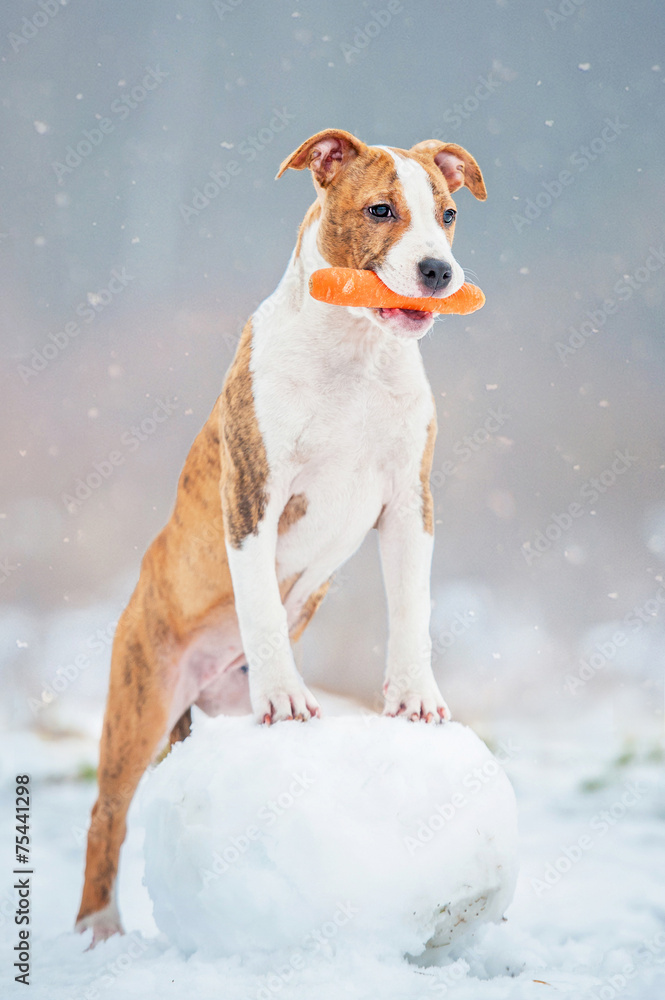 American staffordshire terrier puppy making a snowman