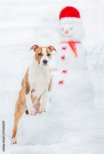 American staffordshire terrier puppy with a snowman © Rita Kochmarjova