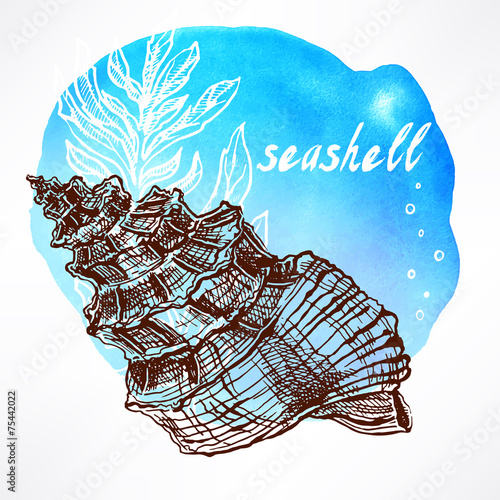 background with seaweed and shell - 1